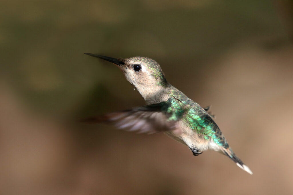 A Bee Hummingbird in flight.