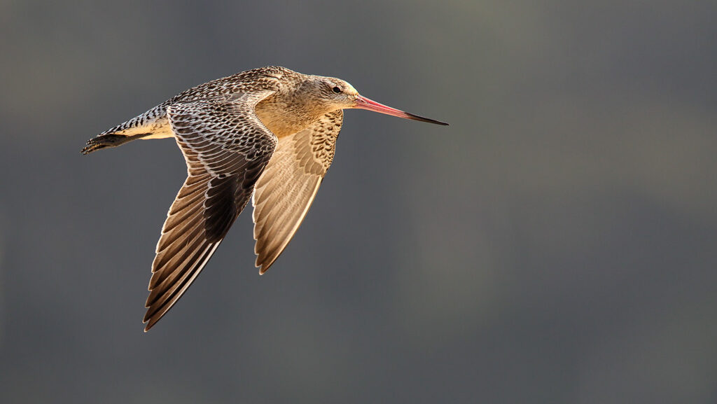 Bar-tailed Godwit in mid-flight