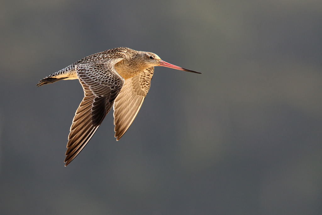 A Bar-tailed Godwit flies with wings spread, showcasing its speckled brown and white plumage.