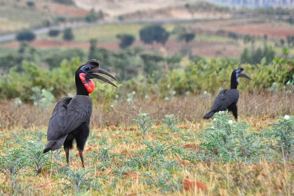 An Abyssinian Ground Hornbill stands on green grass.