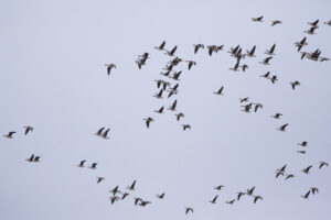 A large flock of Canada geese flies against a pale sky.