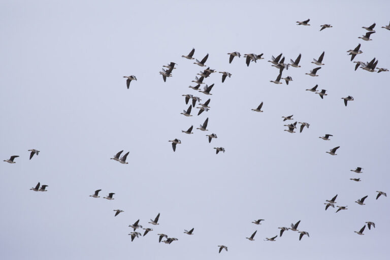 A large flock of Canada geese flies against a pale sky.