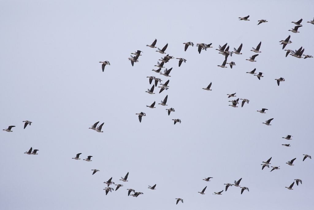 A large flock of Canada geese flies against a pale sky.