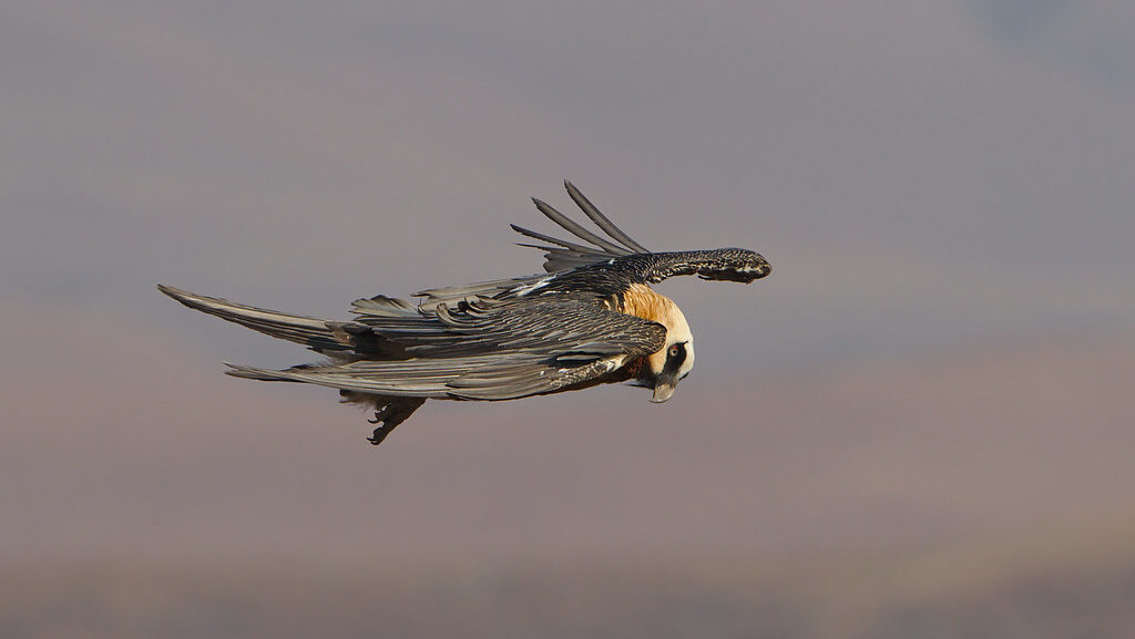 Bearded Vulture gliding gracefully mid-air