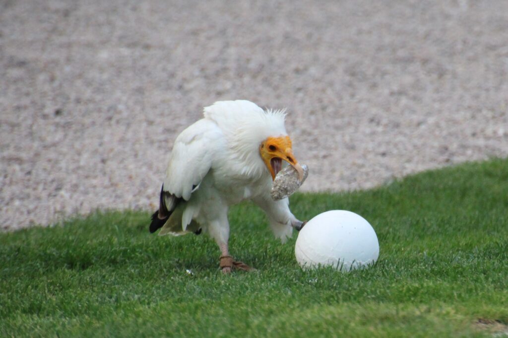 An Egyptian vulture with white feathers and a yellow face carries a rock.