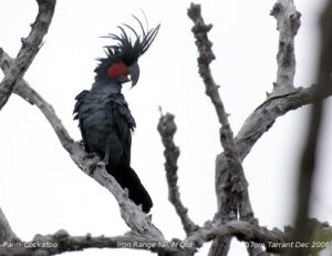 Palm Cockatoo
