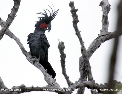 Palm Cockatoo