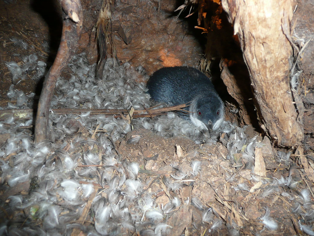 A little penguin chick rests in a nest.