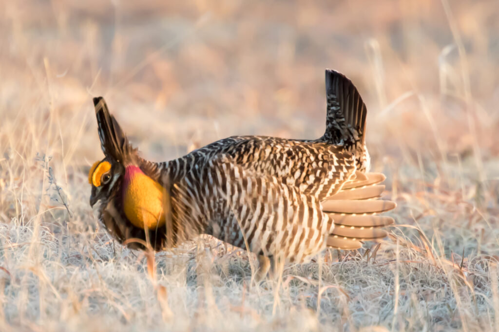 A Greater Prairie Chicken with patterned feathers and orange air sacs stands in grass.