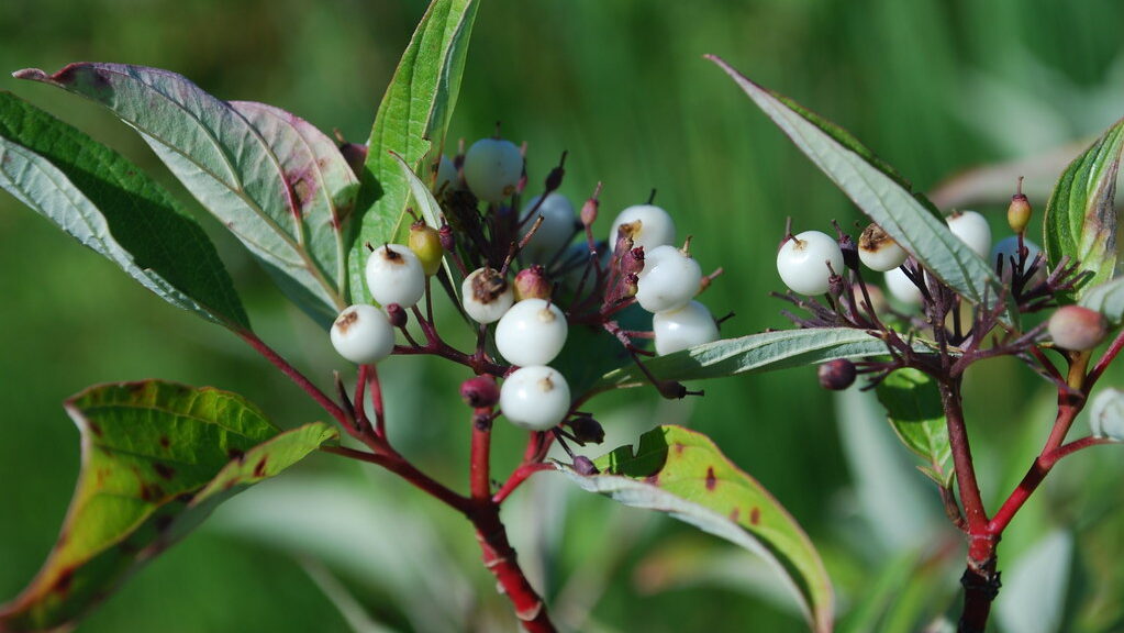 Red Osier Dogwood branches display white berries and green leaves.