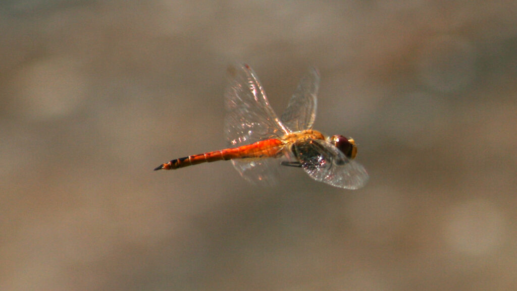 Close-up of Wandering glider dragonfly (Pantala flavescens) in mid-flight