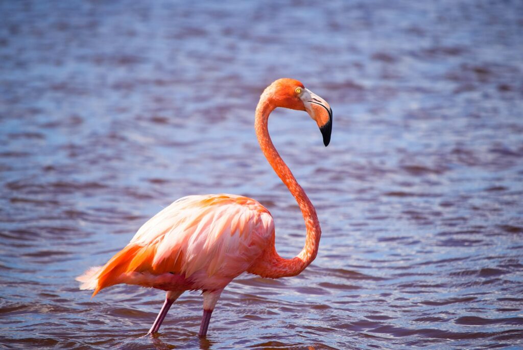 An pink flamingo with vibrant pink plumage stands in shallow water.
