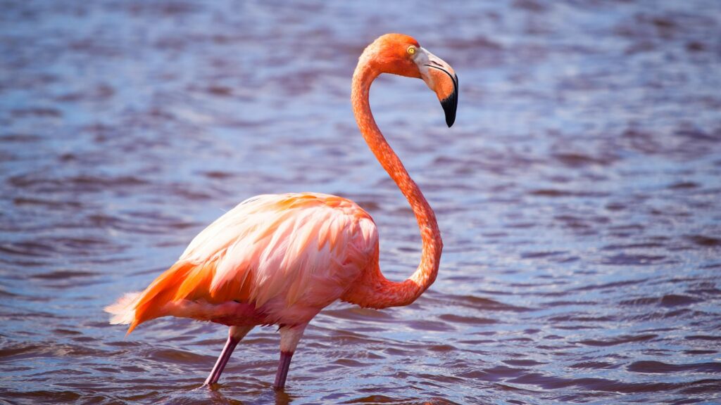 An pink flamingo with vibrant pink plumage stands in shallow water.
