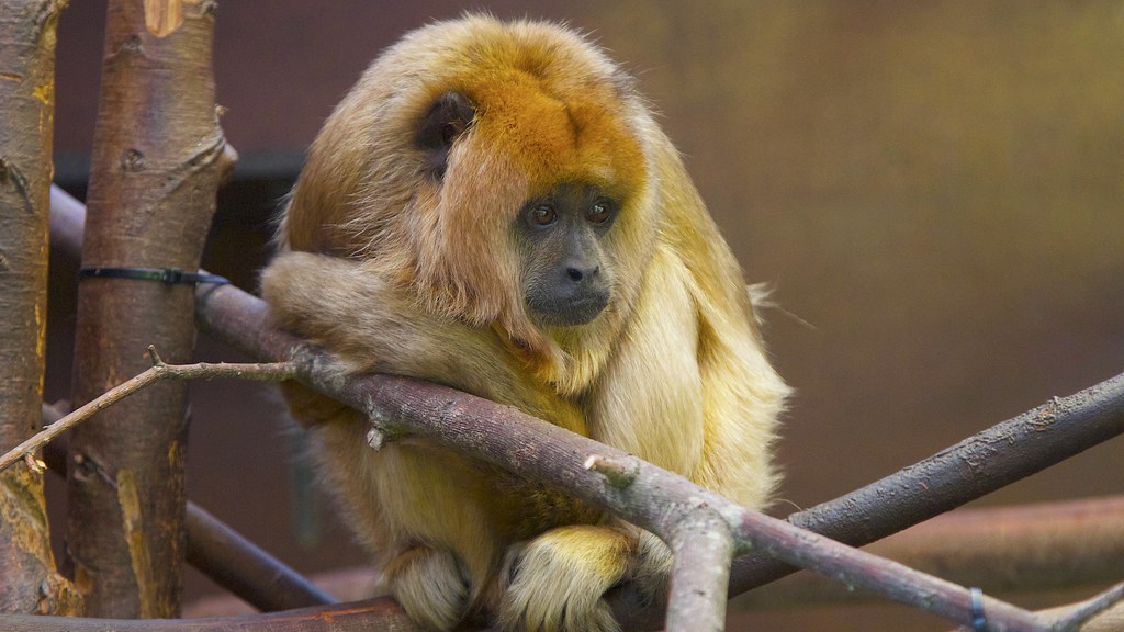 A Howler Monkey monkey sitting quietly on tree branches.
