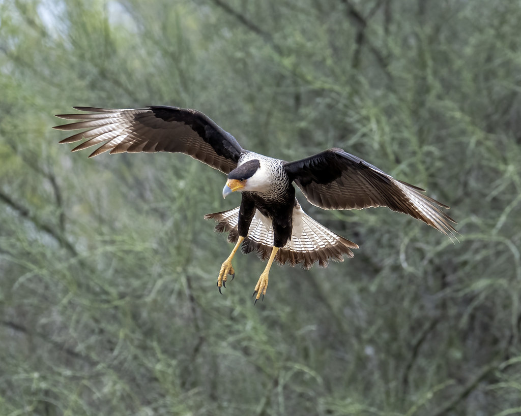 A Crested Caracara with outstretched wings, captured mid-flight against a soft green background.