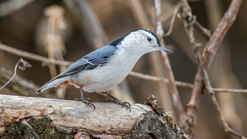White-breasted Nuthatch perched on a brown tree branch in daylight