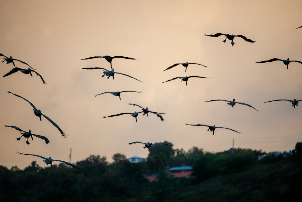 A flock of cranes flies in a perfect V-formation against the soft twilight sky.