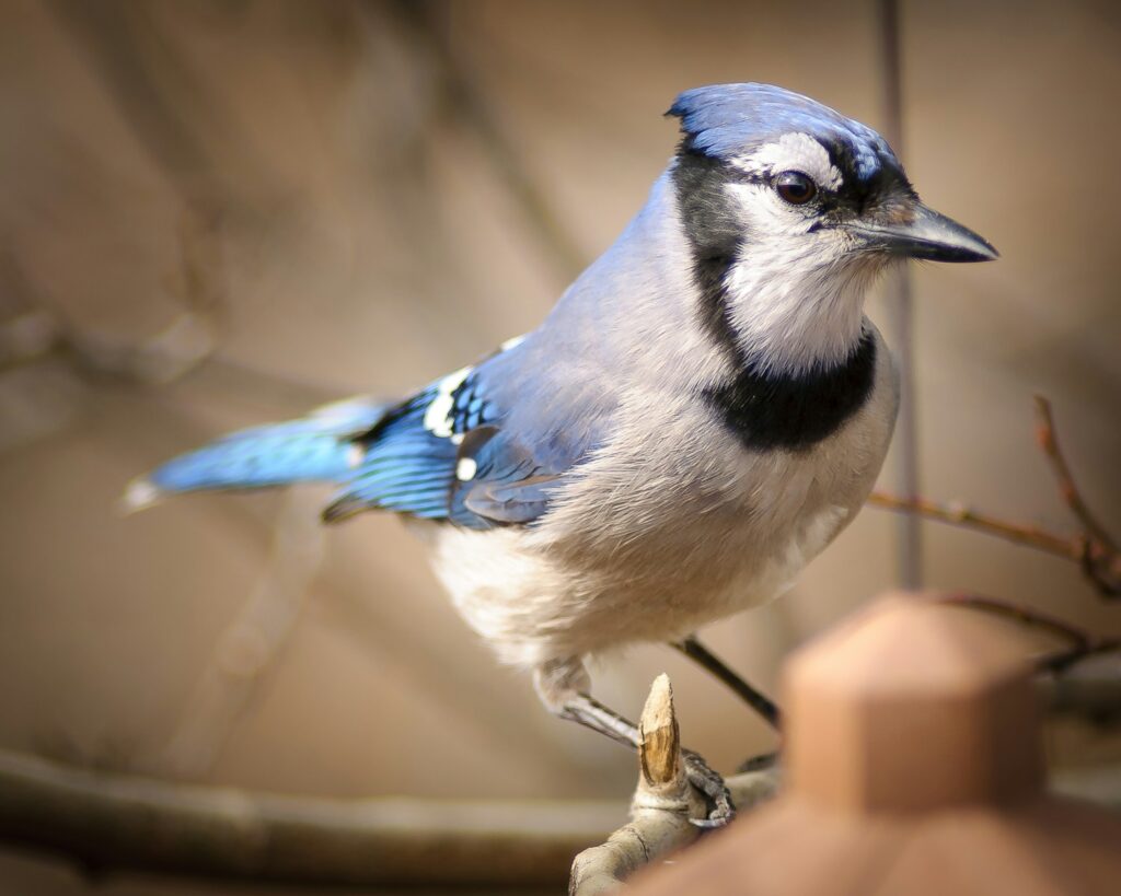 A blue jay perches on a branch with a brown fence in the background.