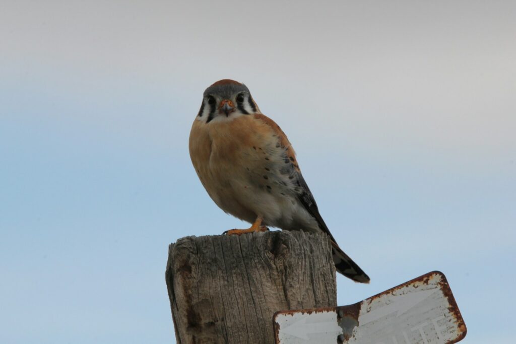 A kestrel perches on a wooden post.