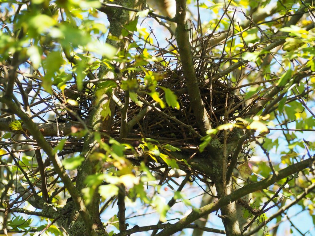 An eagle nest sits nestled in the branches of a tree.