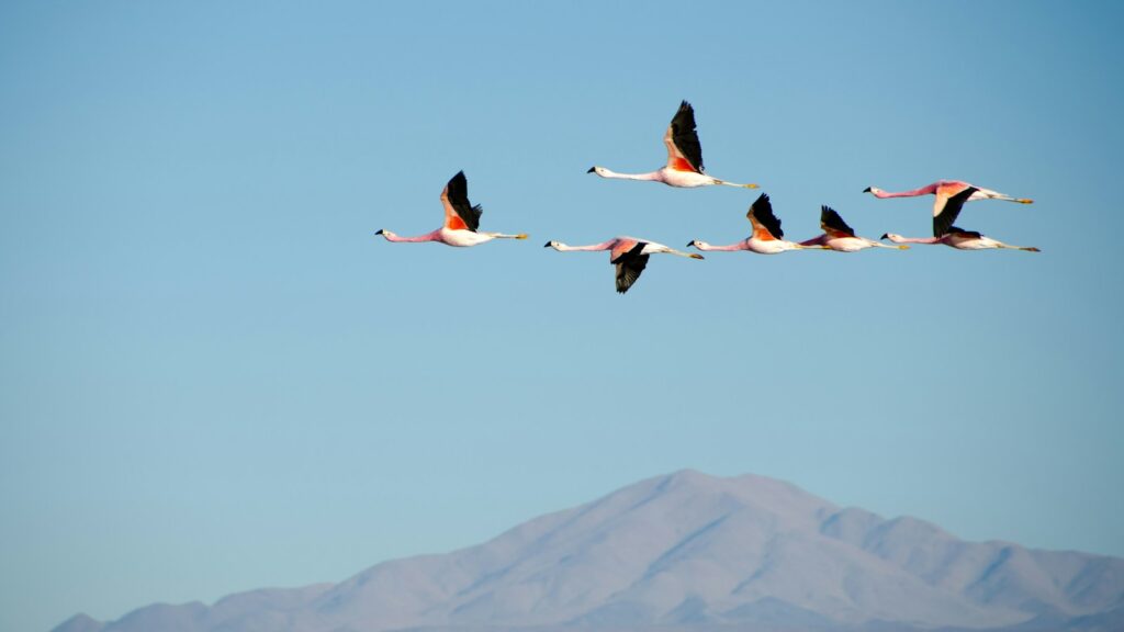 Birds soaring in the blue sky over mountains.