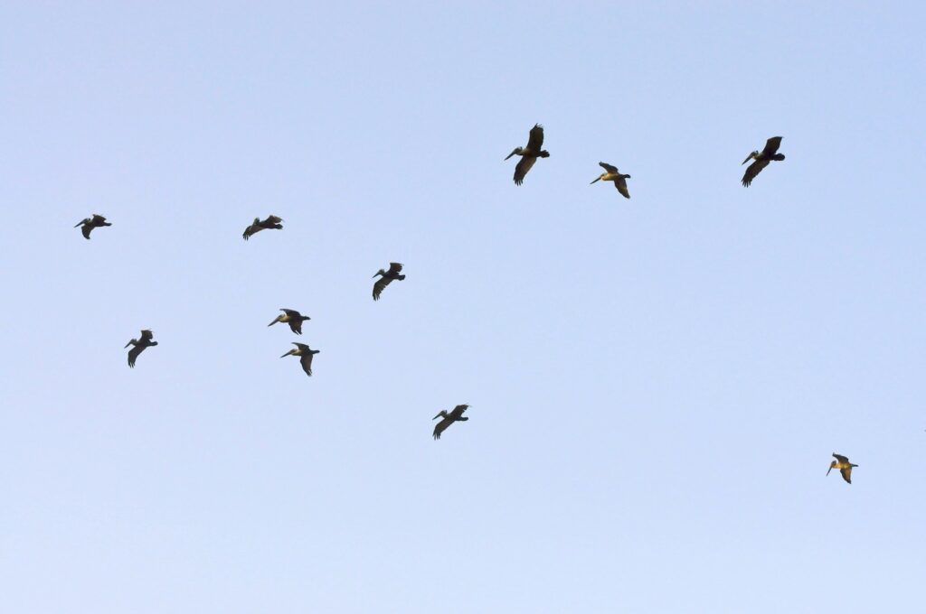 A scattered flock of Double-crested cormorants flies across a pale blue sky.