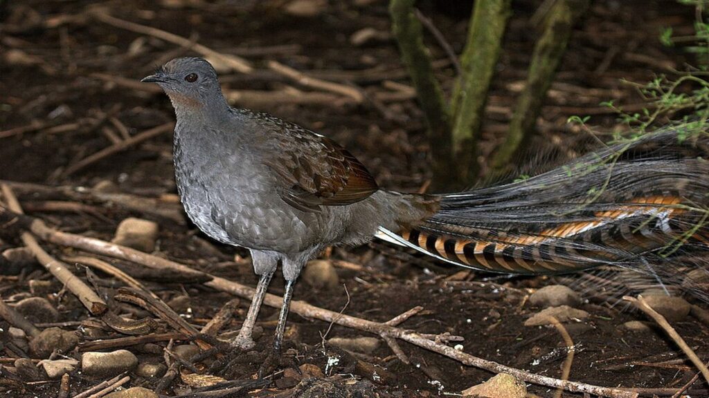 A Superb Lyrebird (Menura novaehollandiae) at Mt Buffalo, Victoria
