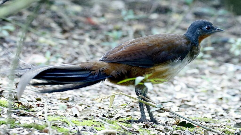 Albert's Lyrebird