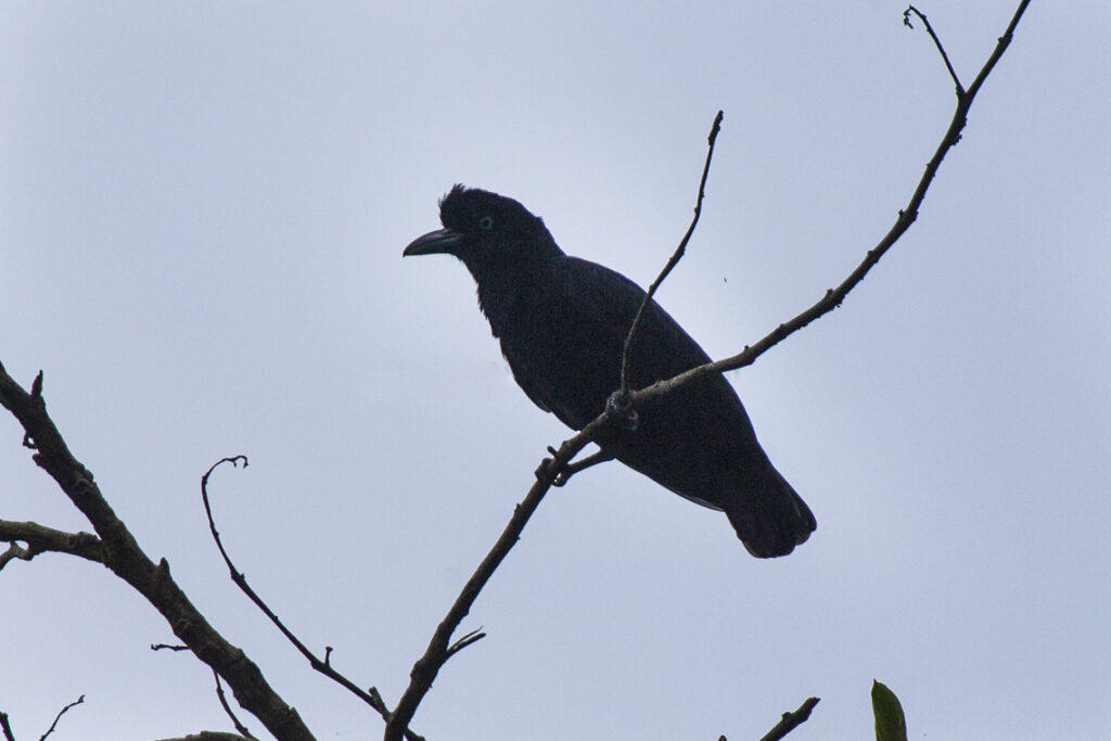Umbrellabird in the branches