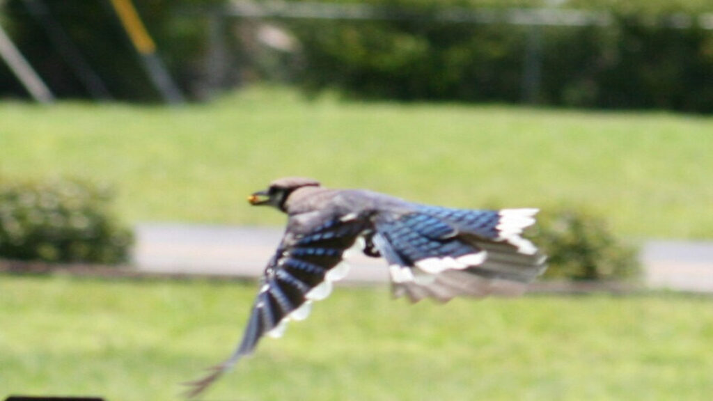 Blue_jay_flight 