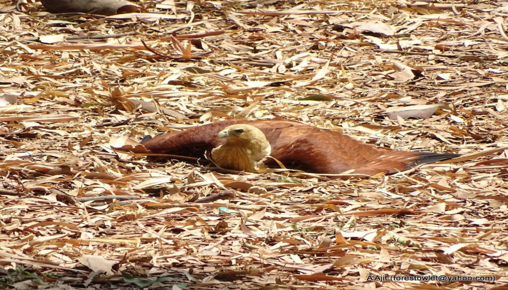 Brahminy Kite Anting 
