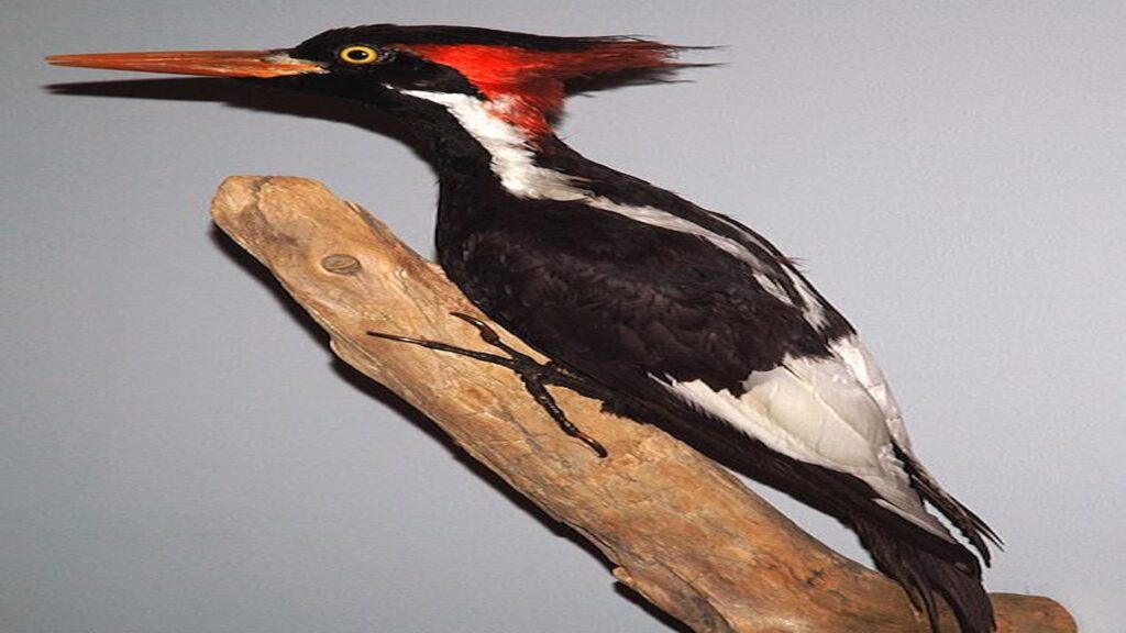 A Male Ivory-Billed Woodpecker(Campephilus principalis)