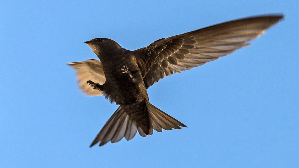 Common Swift (Apus apus) flying to the nest. Not far from Vilnius.