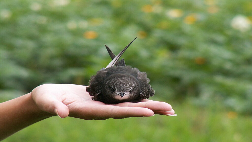 Common swift in palm