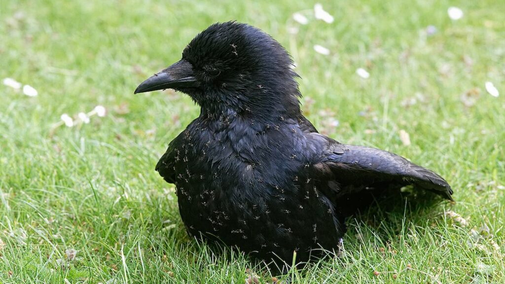  A Carrion Crow (Corvus corone), anting at the Jardin des Plantes of Paris.