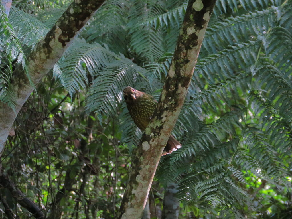 A Spotted Catbird in the wild