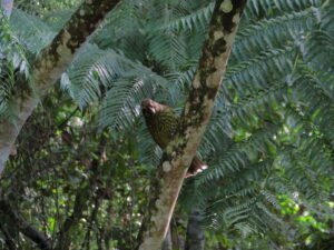A Spotted Catbird in the wild