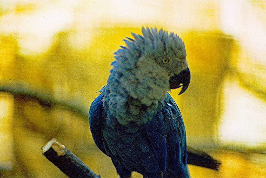 A Spix's Macaw in Vogelpark Walsrode, Walsrode, Germany in about 1980.