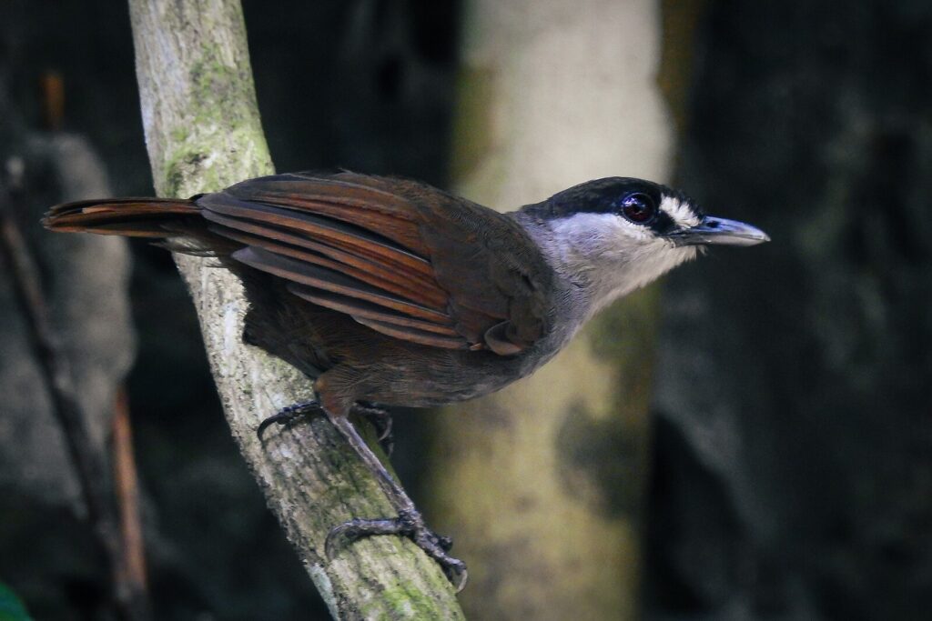Black-browed babbler