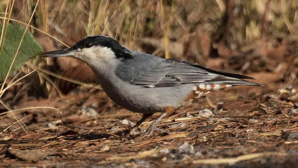 Giant nuthatch standing on the ground, foraging or exploring its surroundings