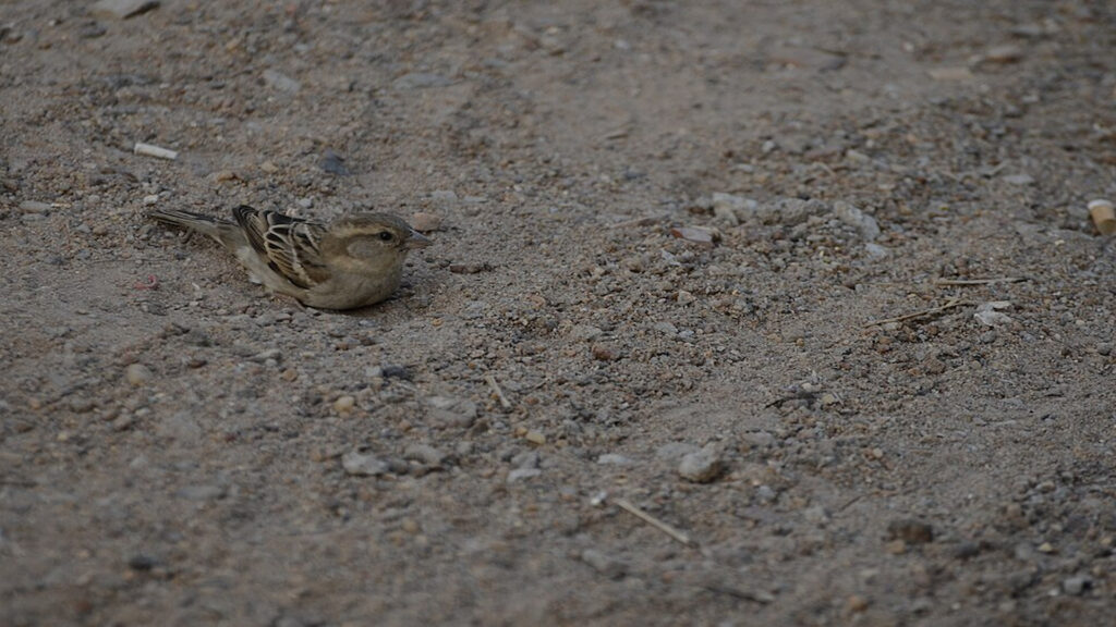 A Female House sparrow (Passer domesticus) mud bathing in tiruchirapalli