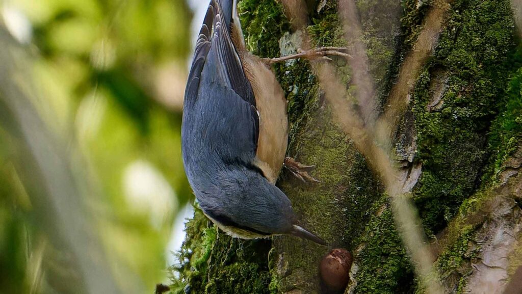 Nuthatch wedging a nut into a tree crevice