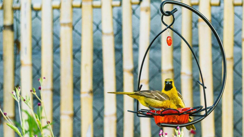 two yellow orioles perched on a glass flower-shaped bird feeder in a garden