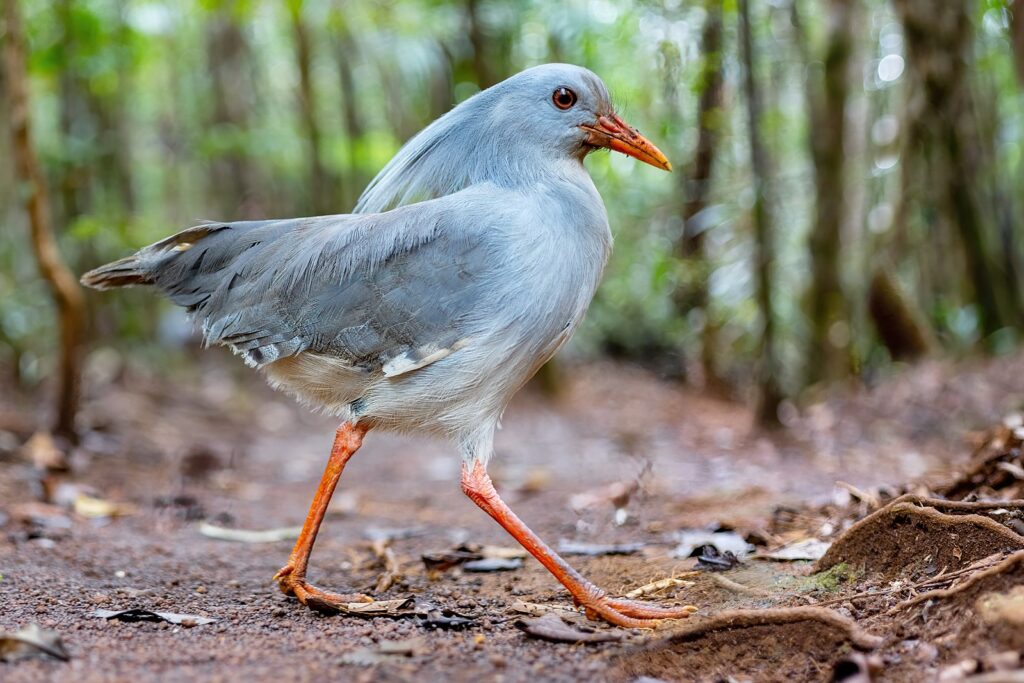 Kagu bird walking