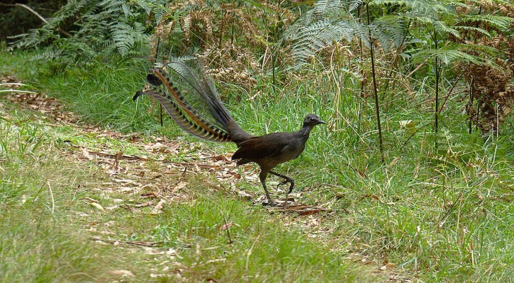 A Lyrebird at The R J Hamer Arboretum