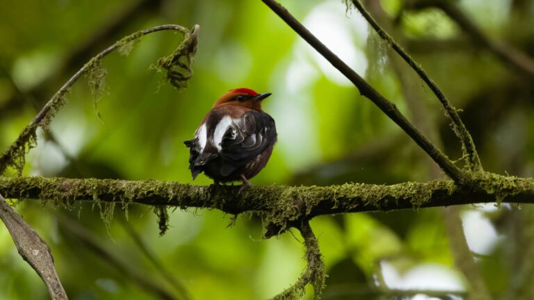 Club-winged Manakin perched in the middle of a branch surrounded by dense greenery