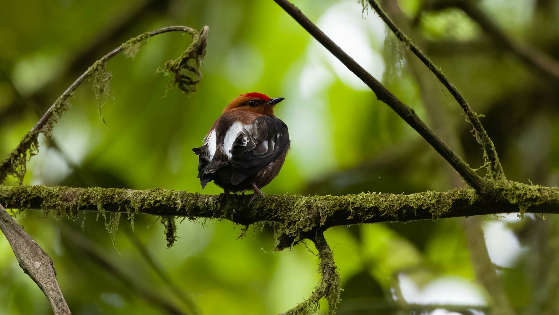 Club-winged Manakin perched in the middle of a branch surrounded by dense greenery