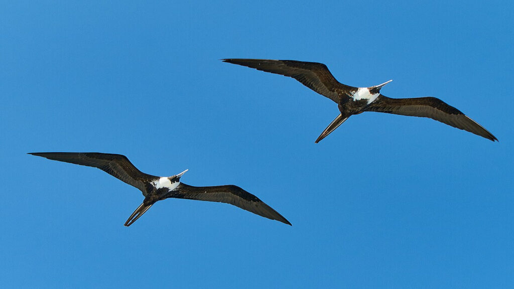 Magnificent_frigatebird_tandem_above_Belize