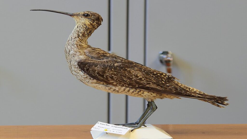 A Taxidermied Eskimo Curlew(Numenius borealis)