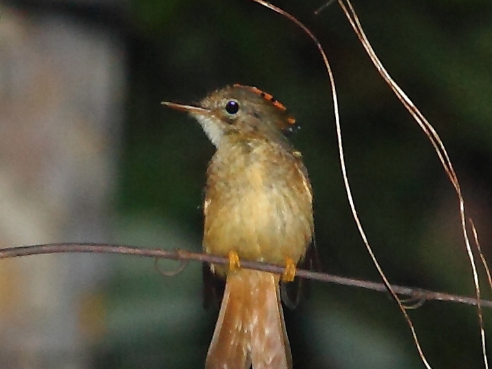 A Royal Flycatcher bird